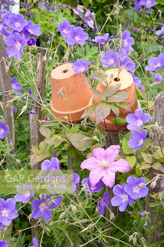 Geranium pratense 'Johnson's Blue' and Clematis climbing on fence with upturned clay pots