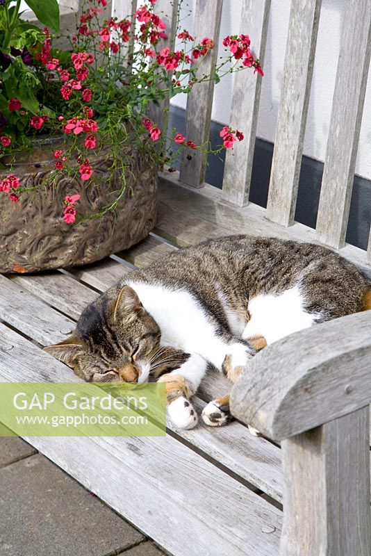 Cat sleeping on wooden bench