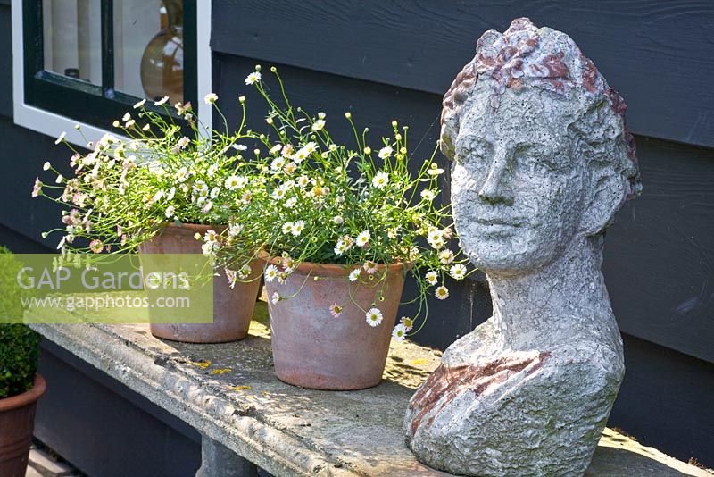 Garden ornament on bench with Erigeron karvinskianus in pots