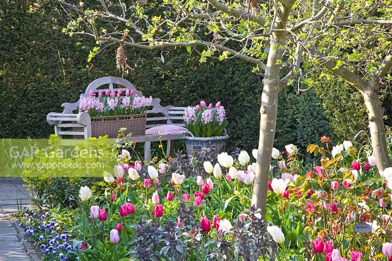 Wooden bench in Spring garden. Tulipa 'Jazz', 'Synada Amor', 'Page Polka', 'Christmas Dream' and 'Flaming Purissima'
