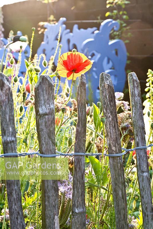 Papaver rhoeas 'Shirley' growing near chestnut fencing