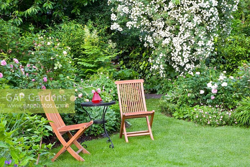 Seating area on lawn, Rosa 'Rambling Rector' behind
