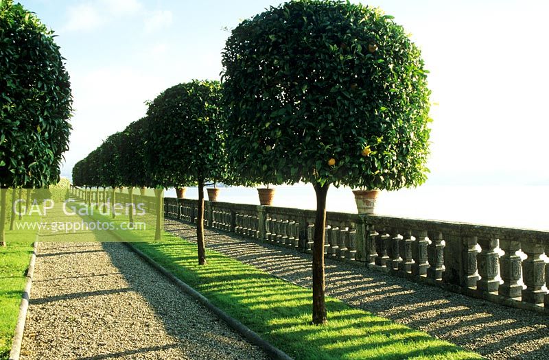 Double row of clipped laurels on lower terrace of east side of the garden - Isola Bella, Lake Maggiore, Italy