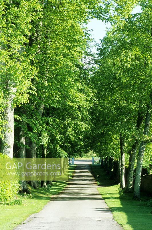 Avenue of trees at the entrance of the garden - Mapperton Garden, Beaminster, Dorset, UK. May. 