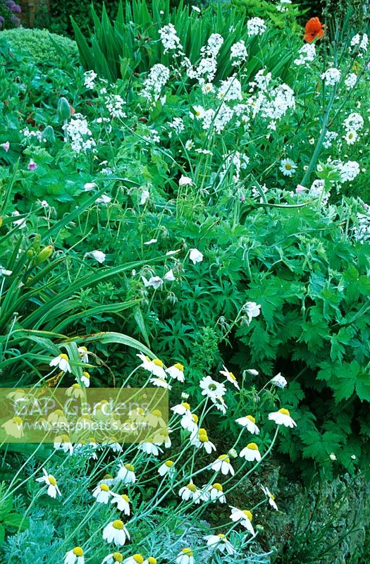 White Border in the Fountain Court. Stocks, Carambe,  geranium and Leucanthemum. - Mapperton Garden, Beaminster, Dorset, UK. May. 