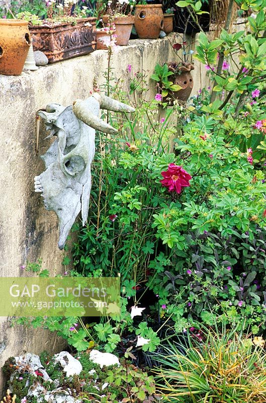 Ox skull. Rosa rugosa 'Roserie de L'Hay'. Purple sage. Pots on wall.  - Touchwood Garden, Swansea, Wales. UK. May. 