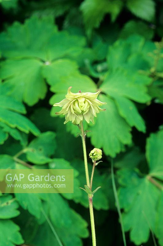 Aquilegia 'Greenapples' - Touchwood Garden, Swansea, Wales. UK. NCCPG collection of Aquilegia vulgaris. May. 