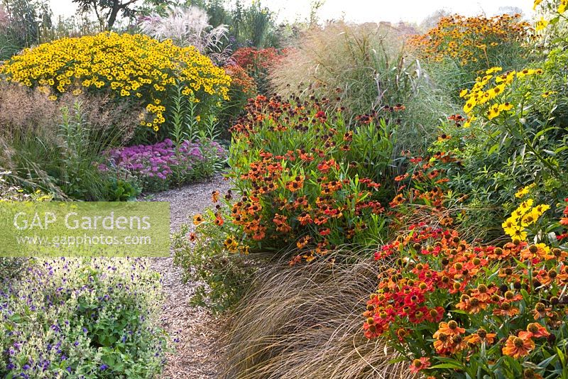 Late summer border with Helenium 'Vivace', Helenium 'Rubinzwerg', Helenium 'Two Faced Fan' and Carex comans bronze form