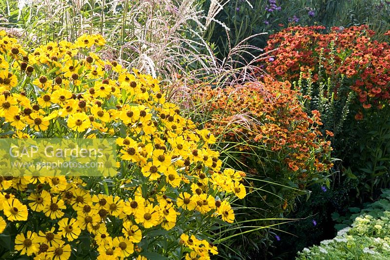 Late summer border with Helenium 'Two Faced Fan' and Helenium 'Indianersommer'