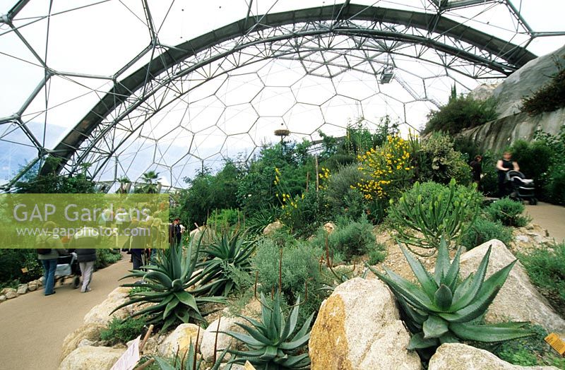 Inside the Warm Temperate Biome - The Eden Project, St Austell, Cornwall, UK