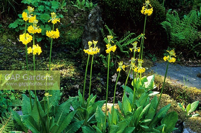 Primula florindae - Aberglasney Gardens, Wales