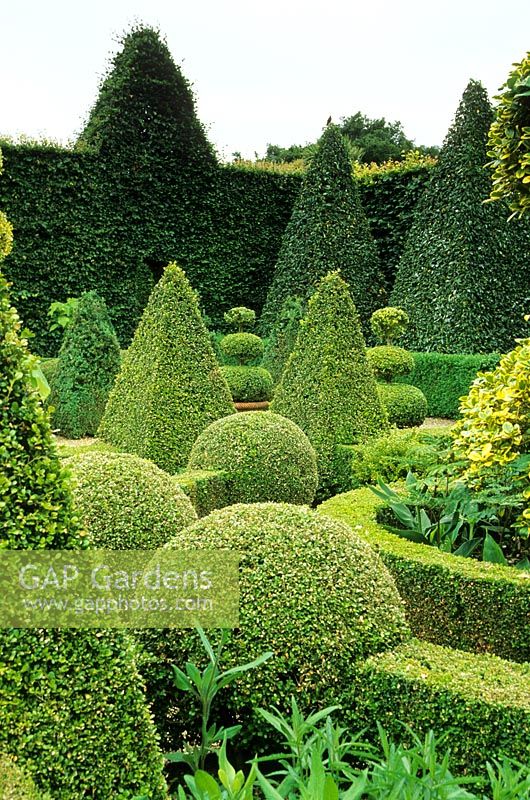 Clipped topiary of Box in the Dutch Garden - East Ruston Old Vicarage, East Ruston, near Norwich, UK 