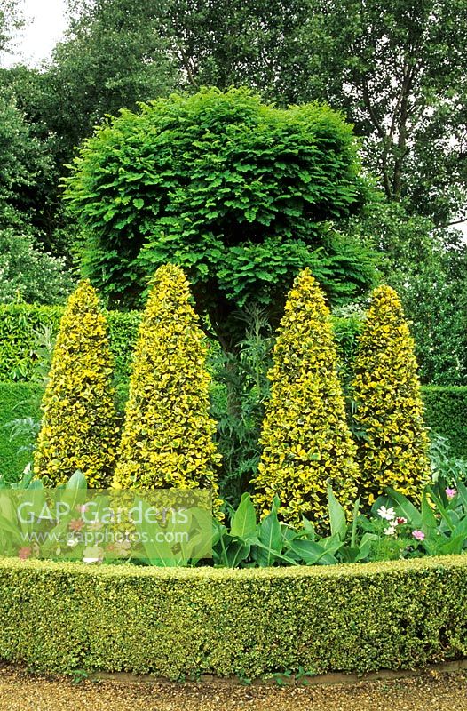 East Ruston Old Vicarage, East Ruston, near Norwich, UK. Clipped cones of Ilex 'Golden King' within box hedge. Robinia pseudoacacia 'Umbraculifera' in the Centre of the Private Entrance. 