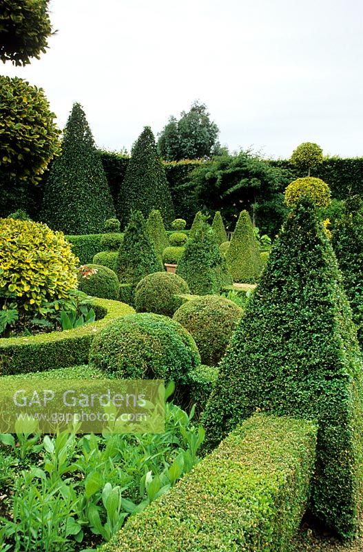 East Ruston Old Vicarage, East Ruston, near Norwich, UK. Clipped topiary of box in the Dutch Garden. Ilex 'Golden King'