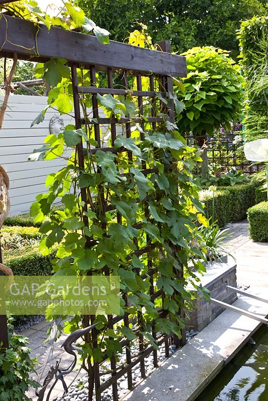 Trellis in small modern garden with Vitis vinifera
