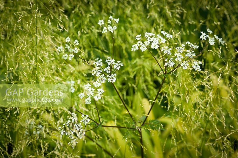 Anthriscus sylvestris growing up through Milium effusum 'Aureum' - Cow parsley, Bowles Golden Grass