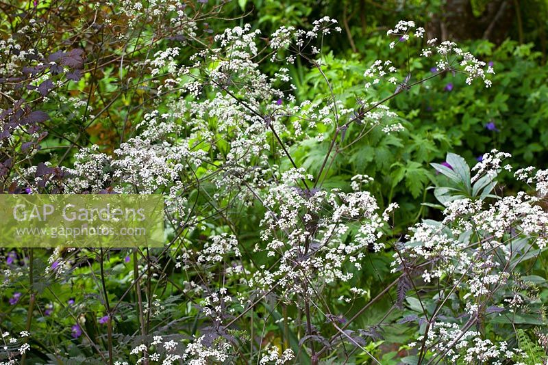 Anthriscus sylvestris 'Ravenswing' in the woodland area at Glebe Cottage - Purple Cow parsley, Queen Anne's lace
