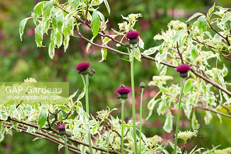 Cirsium rivulare 'Atropurpureum' growing up through the lower branches of Cornus controversa 'Variegata' - Plume thistle, Dogwood
