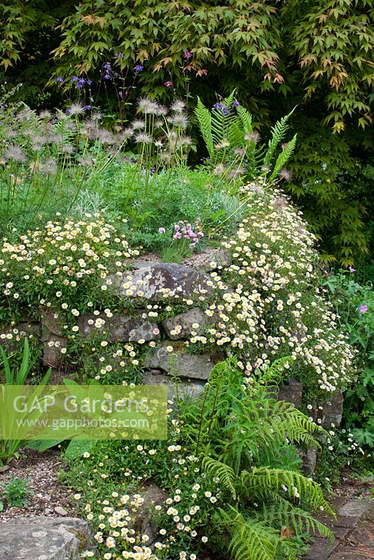Wall at Glebe Cottage with seedheads of Pulsatilla vulgaris and Erigeron karvinskianus - Mexican daisy, Mexican fleabane