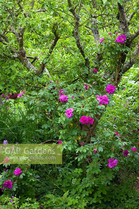Rosa 'Roseraie de l'Hay' AGM growing up apple tree