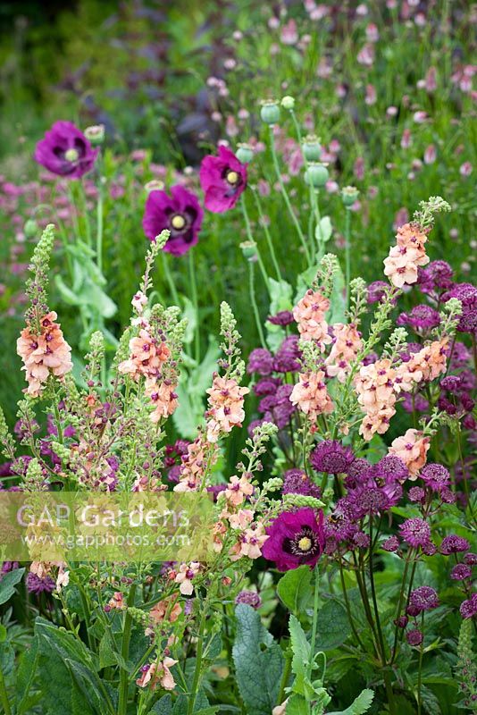 Astrantia' Glebe Cottage Crimson', Verbascum chaixii 'Cotswold Beauty' and Papaver somniferum, opium poppy at Glebe Cottage