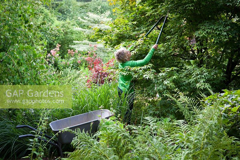 Carol Klein pruning dead stems out of Acer palmatum 'Osakazuki' with Cercidiphyllum japonicum 'Pendulum' to the left and Cornus controversa 'Variegata' in the distance