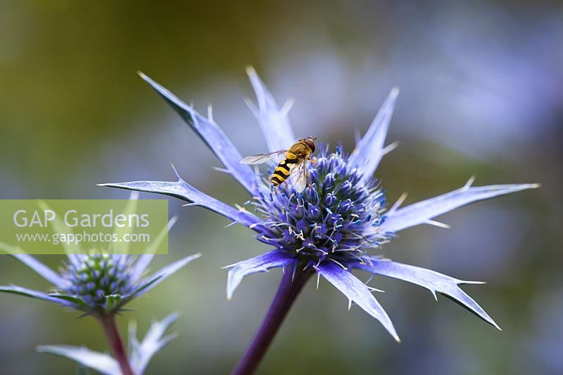 Hover fly on Eryngium bourgatii Blue Form - Sea holly