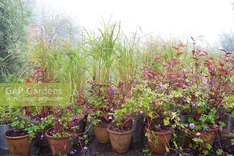 Pots of Miscanthus sinensis 'Flamingo', Geranium 'Rozanne' and Persicaria on the terrace at Glebe Cottage
