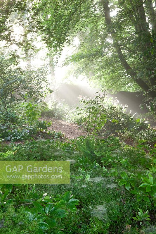 Misty early morning in the woodland garden at Glebe Cottage
