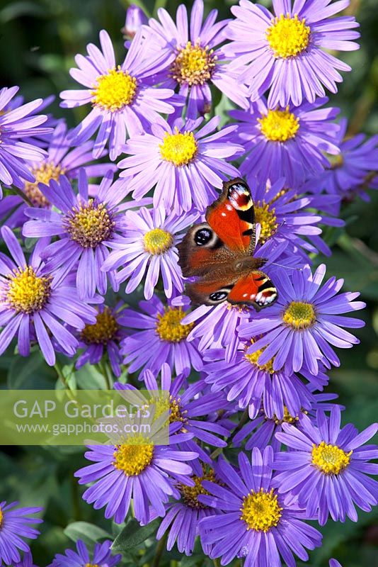 Aster amellus 'Forncett Flourish'  with a red admiral butterfly