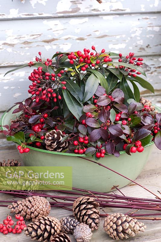 Enamel container planted for winter with Skimmia and Gaulteria