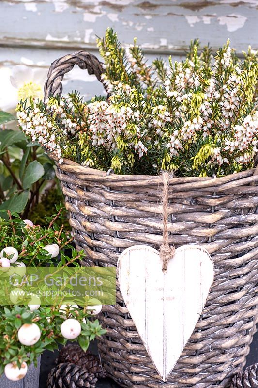 Erica carnea 'Winter Snow' in willow container with white wooden heart