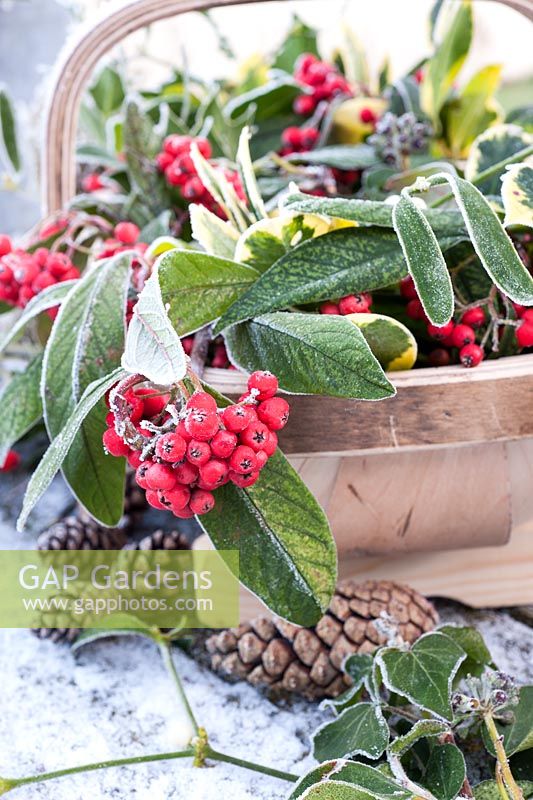 Frosted christmas foliage and berries collected  in trug 