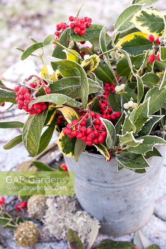 Frosted mistletoe, holly and cotoneaster berries in old bucket