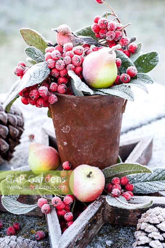 Frosty container with cotoneaster berries and fruit decoration in wooden star