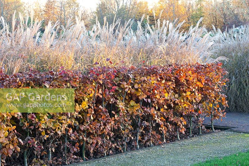 Border in November with Miscanthus and Fagus sylvatica