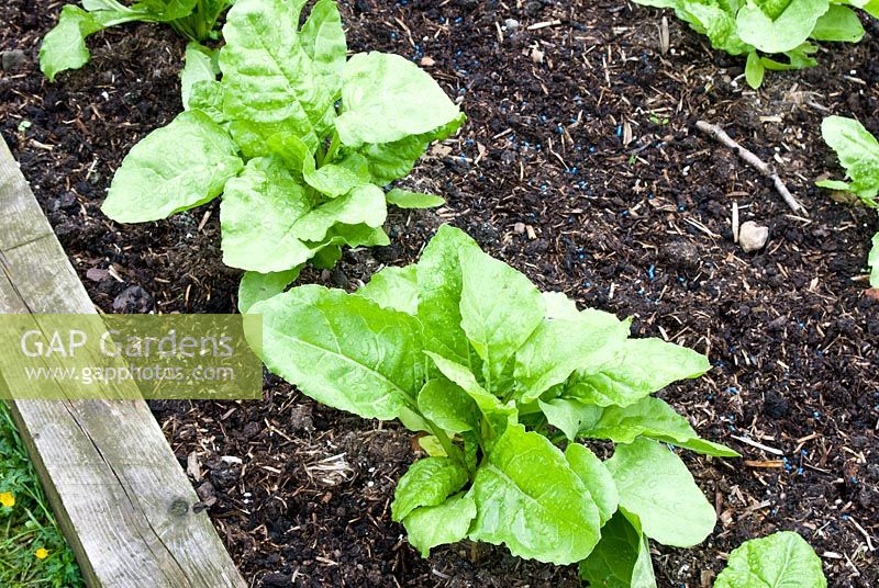 Spinach Perpetual in raised bed