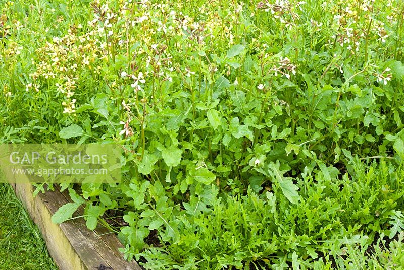 Eruca sativa - Rocket in flower and Lactuca - Lettuce in raised bed