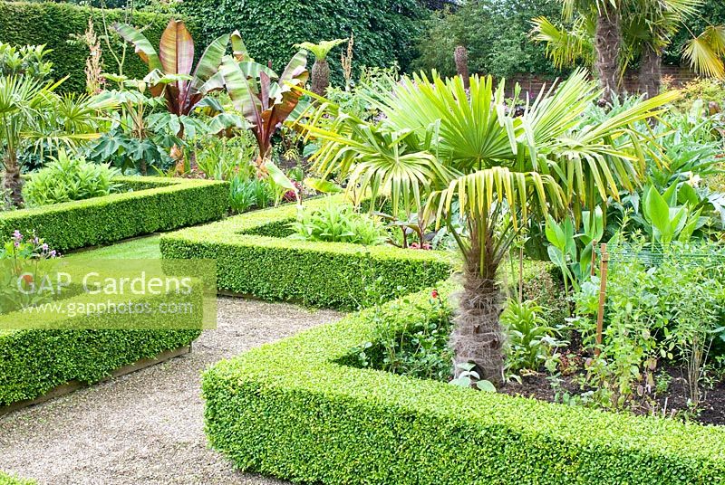 Zigzag path leading through exotic garden with clipped Buxus - Box hedges enclosing tender plants including  Ensete ventricosum, Tetrapanax papyrifer and Trachycarpus palms at Abbeywood Gardens, Cheshire