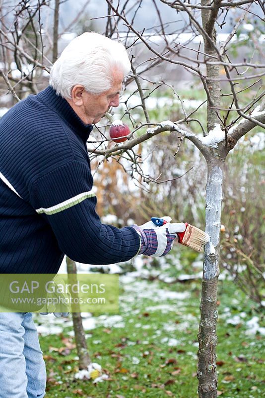Man painting apple tree trunk