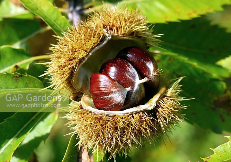 Castanea sativa - Sweet chestnut showing seeds in open pod.