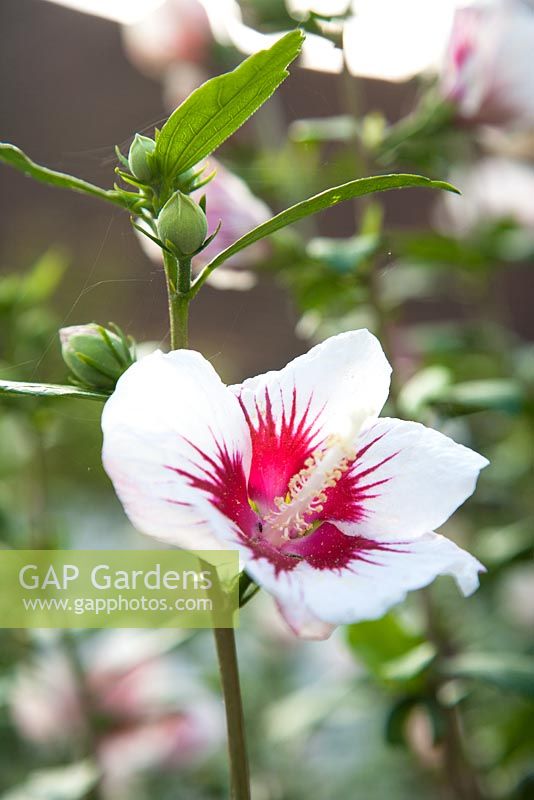 Hibiscus syriacus 'red heart' -  Garsington