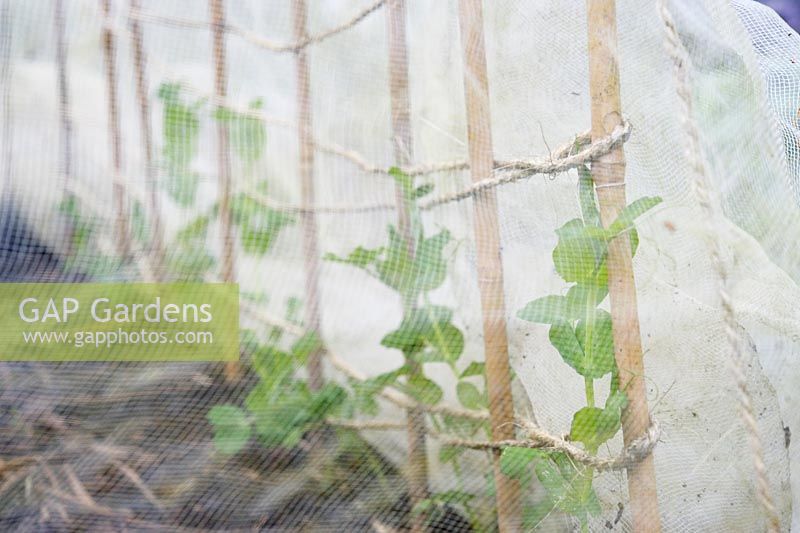 Pisum sativa - Pea 'Exzellenz' under protective mesh in a polytunnel in Winter, Wales.