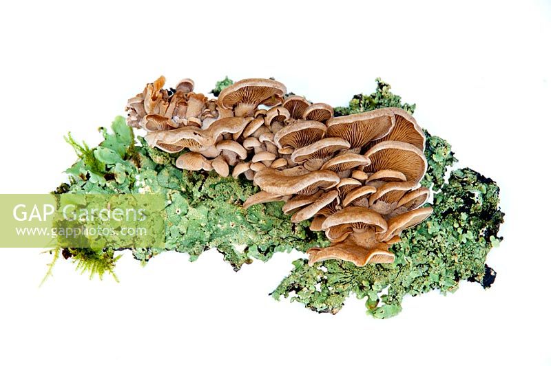 Panellus stipticus, Bitter oyster fungus on white background
