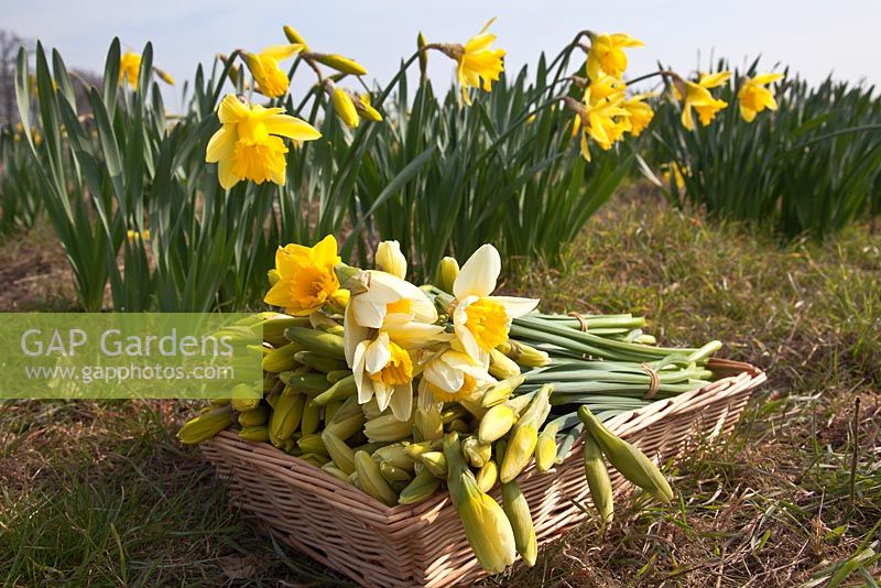 Bunches of freshly cut daffodils - Pick Your Own Daffodil Farm at Woodborough Nursery, Pewsey, Wiltshire