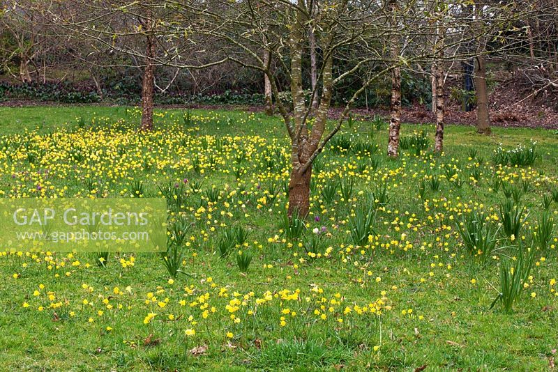 A spring meadow of Narcissus bulbocodium