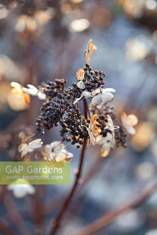 Hydrangea paniculata 'Dharuma' seedheads in winter