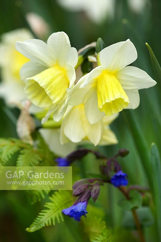 Narcissus 'Curlew'