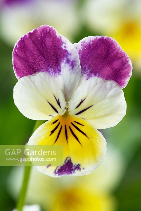Viola 'Helen Mount' - Tricolor pansy in July