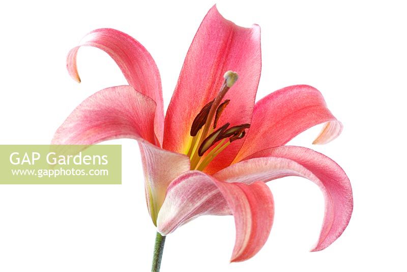 Lilium 'Satisfaction' - Oriental Hybrid Lily, July